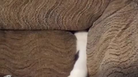 Cat Sneak Attack