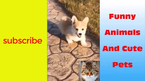 Funny Animals And Cute Pets