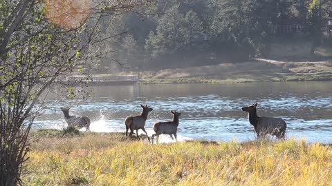 Elk calves frolicking at lakeshore in Evergreen, CO