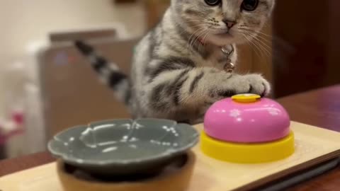 Funny and Cute Cats Videos #98