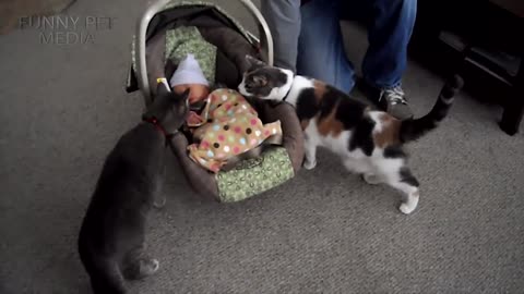 Cats & kitten meets baby for the first time so cute