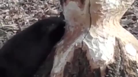 Beaver eating a Big Tree