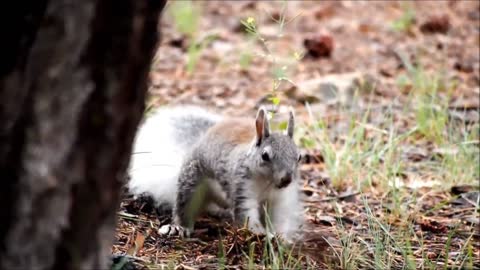 The Cute Squirrel Animals