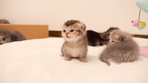 It's impossible to take your eyes off walking kittens