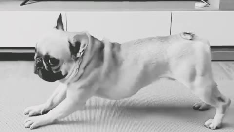 Funny dog exercise!