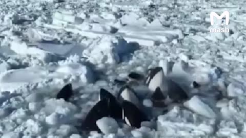 A dozen killer whales including cubs trapped 😔