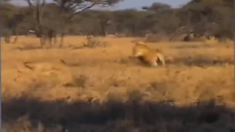 Touching Story ! Lion Becomes Gentle To Adopt Cheetah's Cubs - Cheetah Vs ,Oryx-19