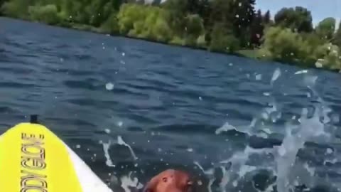 funny dog glides on the canoe🤣😂🥰