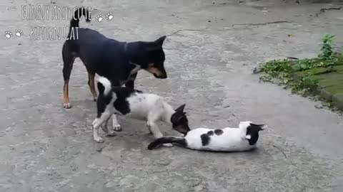 Time to fight Cat vs Dog 🤣