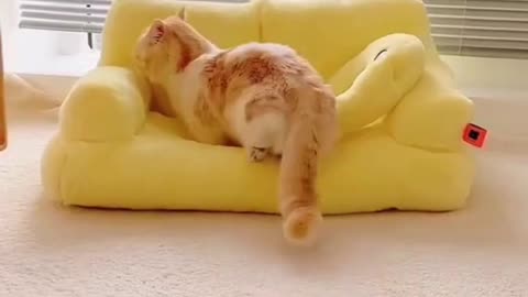 Funny & Cute Cats 🥰🥰 #cats #shorts #viral #pets #redfoxfolder #animals #animas #cat