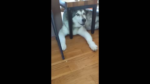 tubborn Alaskan Malamute gets himself stuck under bench