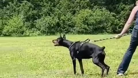 Doberman Pinscher - Dog brain training