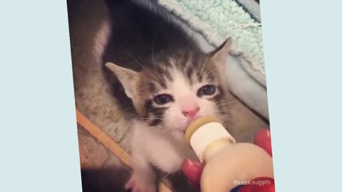 Funny Cat Videos #35 😹 Cute Cat Videos 💥 Cute Cat Clips