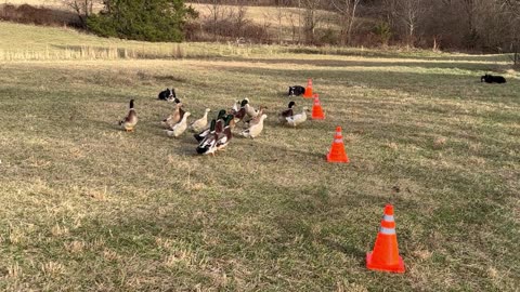 Working Dogs Weave Ducks Through Cones