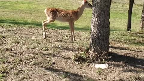 Kiddo Makes Friends with a Fawn