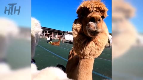 HILLARIOUS!! THIS ALPACA HAS CUTE ACT TO FACE PEOPLE🤣