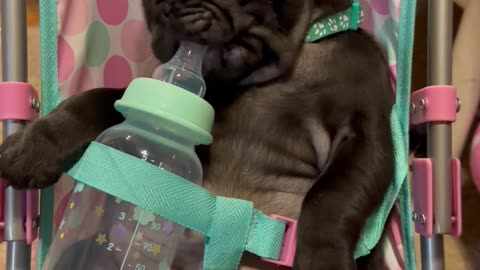 Perfect Pug Baby Sits In Stroller