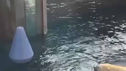 Bear enjoying in water