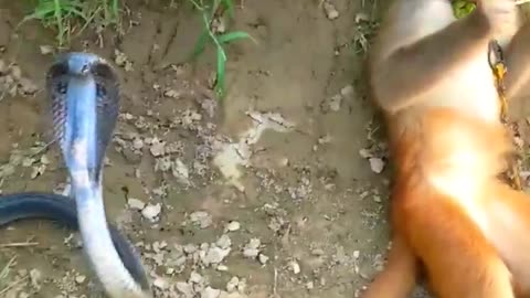 king Cobra Sanke Vs monkey 🐒🐒🐒 short video