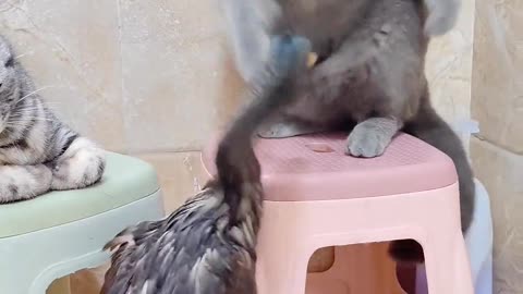 Cat fighting