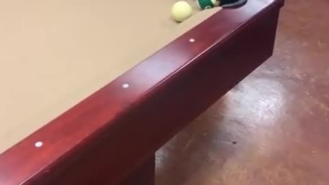 When your dog plays pool 😂