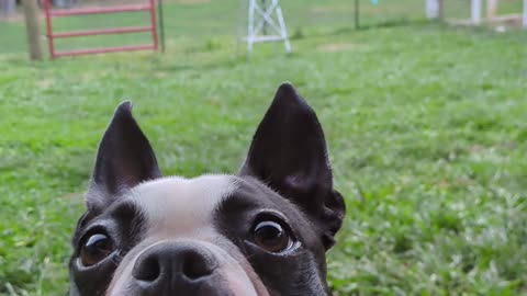 Cannon Farm - Hurry Up #bostonterrier #doglover #dog #dogshorts