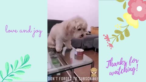 🤣 Funny DOG Videos II You will laugh at all the DOGS 🤣🐶