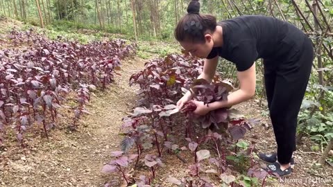 Harvest bananas and red spinach