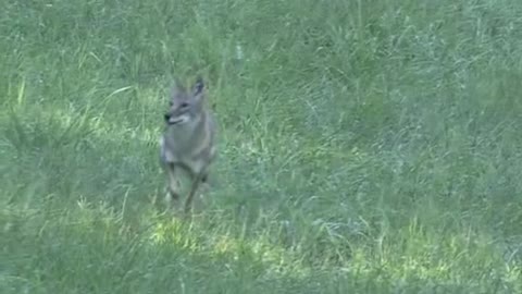 This little Wolf looks happy. Did he find food