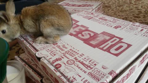 Adorable bunny rabbit tries to eat pizza