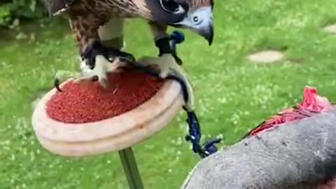 Bird training