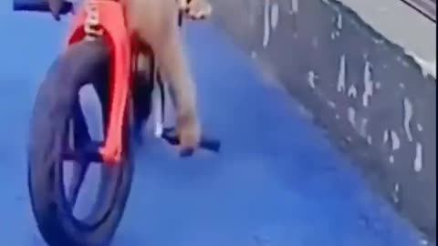 monkey funny cycling | crash in girl