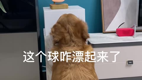 "Funny Dogs: Watch this Adorable Dog's Hilarious Reaction to Seeing the World the First Time!"