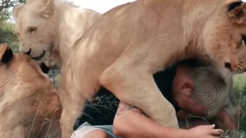 Lion Attack_🦁 #shorts#short#viral#video#trending#rumbel