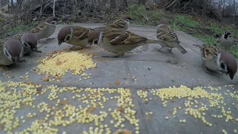 Birds eat food in the garden.