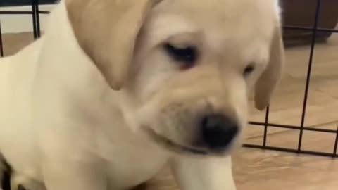 cute puppy barking