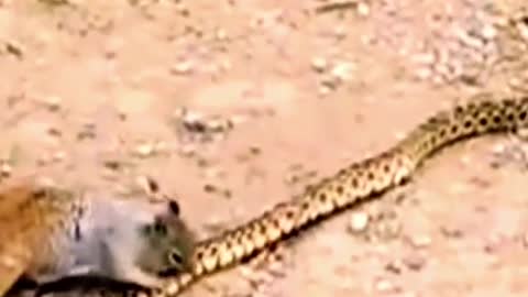 Squirrel hunting python #wildanimals #snake #python #squirrel #animals