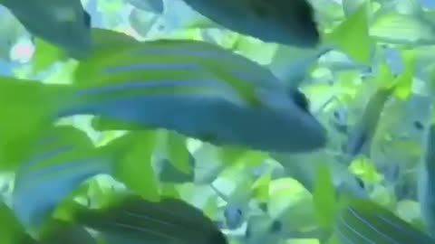 Group of thousands of beautiful green fishes