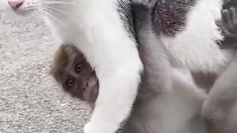 "Heartwarming: Cat Adopts Lost Baby Monkey 🐱❤️"