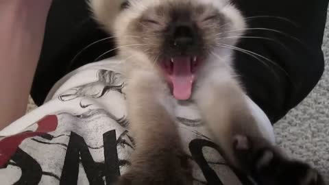 Siamese Kitten LOUDEST Purring