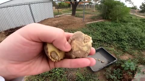 Baby Tortoises Hatching Out of the Ground-15