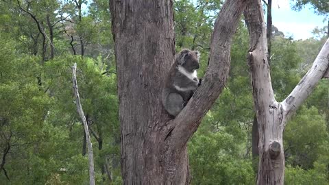 Violent koala interaction