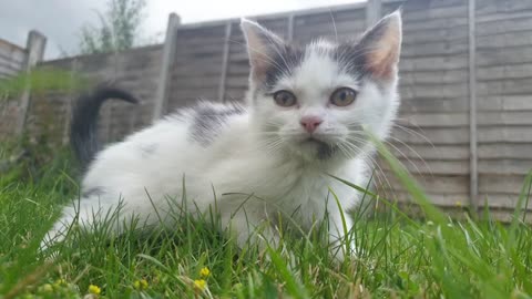 White Cat On Grass