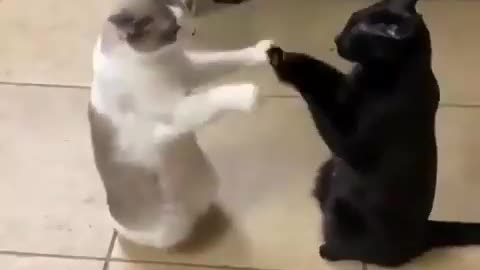 funny cats