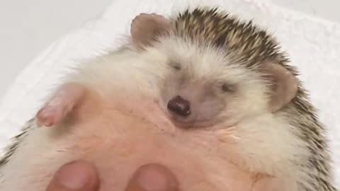 Hilarious Hedgehog LOVES Massages!