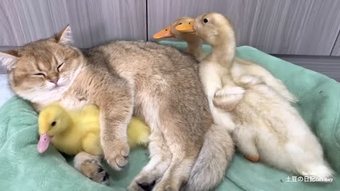 The duck that the kitten took care of grew up!The kitten is a qualified mother duck.cute animalvideo