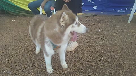 cute husky dog