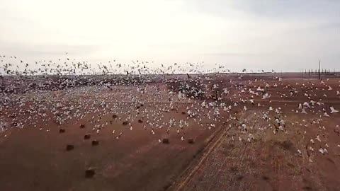 Drone Snow Geese