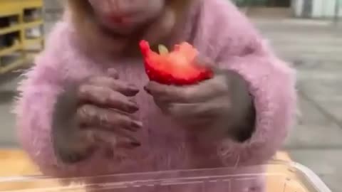 Monkey eating favourite his fruit. What is yours?