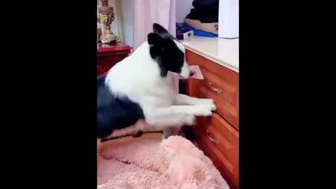 Funniest Cats And Dogs Part 1